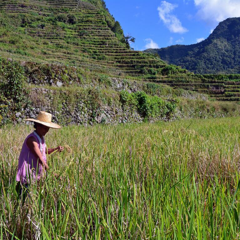 A woman farmer tends to her paddy field in the Batad region of the Philippines.